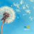 CHP 681, Spiritual Care and MAiD-min